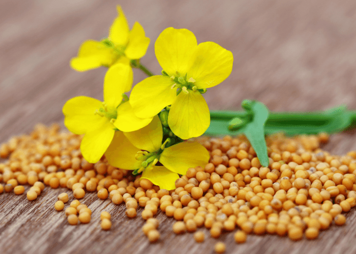 Mustard Seeds to Plant A Gardeners Guide