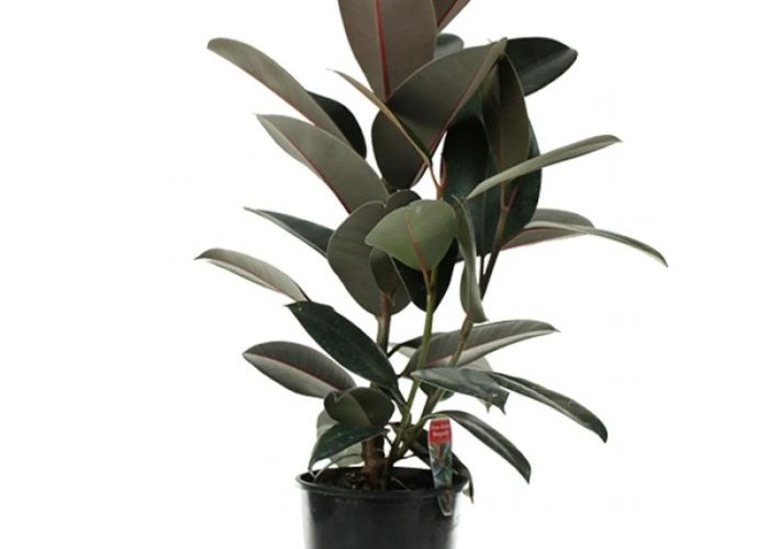 Rubber Tree Plant Pot Size A Guide