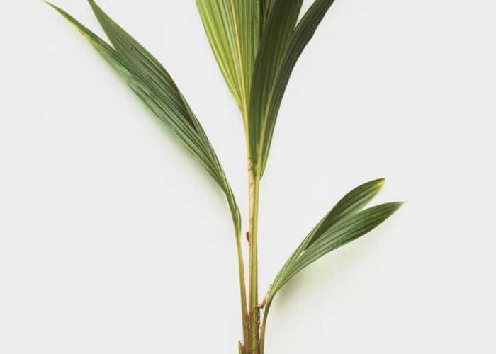 Coconut Tree House Plant A Comprehensive Guide