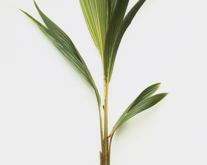 Coconut growing palms plant palm tree leaves indoor house grow cocos nucifera indoors dorling chadwick kindersley getty peter care stems