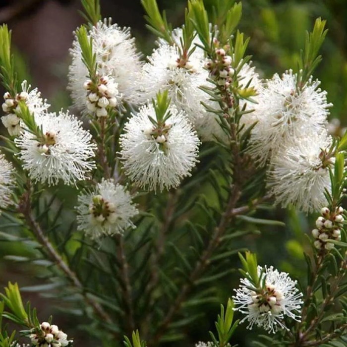 Tea tree plant care