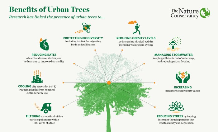 Tree of life plant benefits