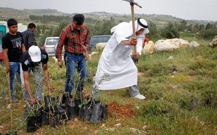 Plant a tree in palestine