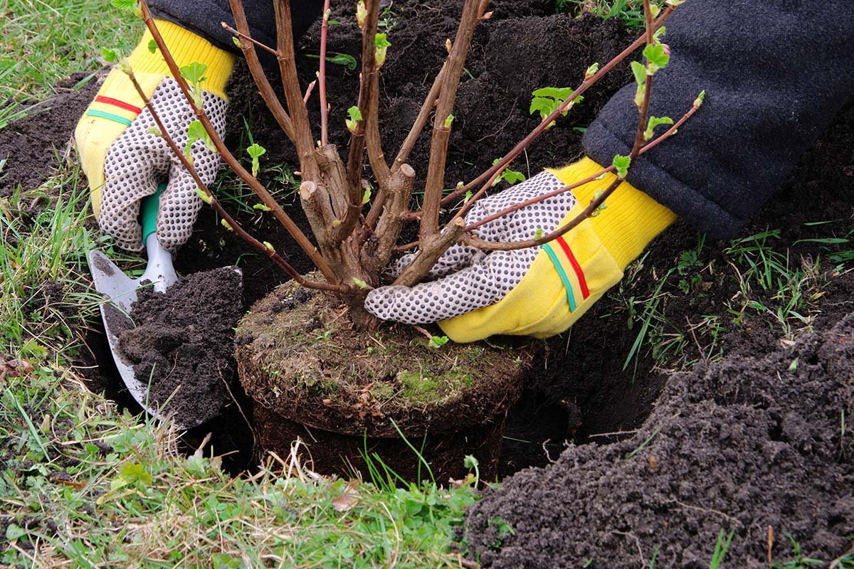 When to plant trees in oklahoma