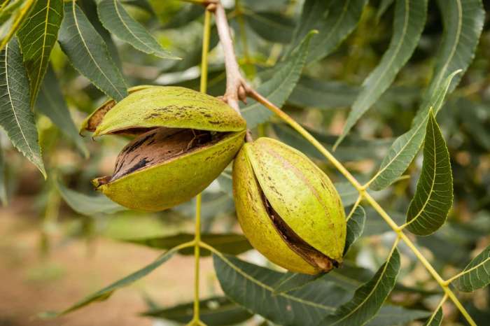 Plant pecan tree from seed