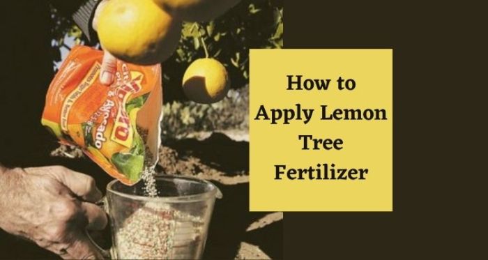 Fertilizer lemons eljardin fertilizing manes jeff gardeningknowhow crecimiento fertilizante limonero alimentar limoneros