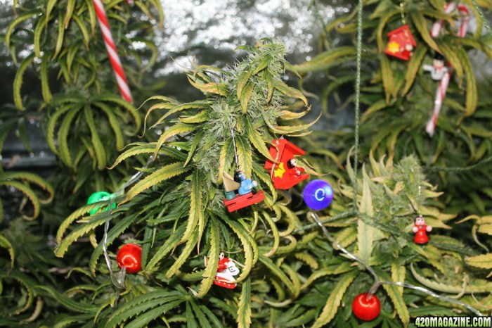 Weed plant christmas tree