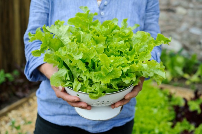 How to plant lettuce seeds