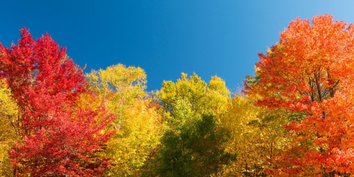 Autumn herfstbos landschappen arboles rojos horticulture fotobehang scenery