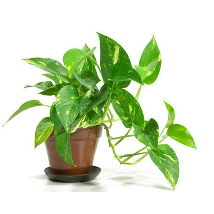 Image of money plant tree