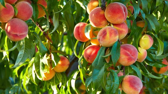 When to plant peach tree