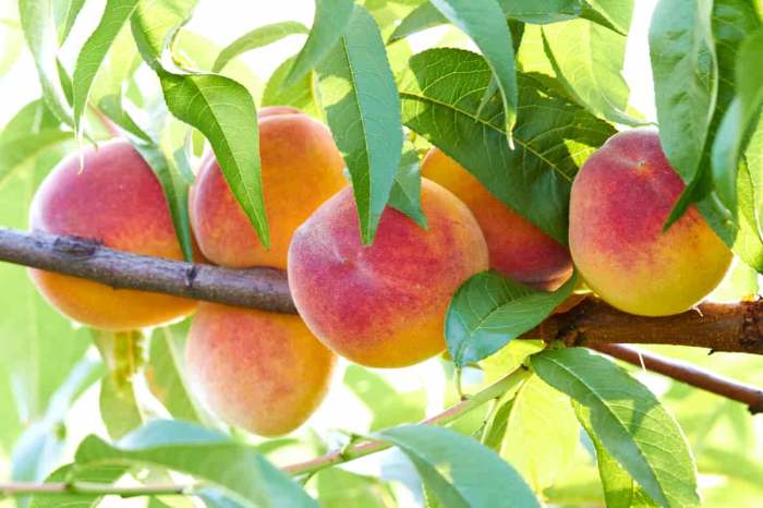 When to plant peach tree