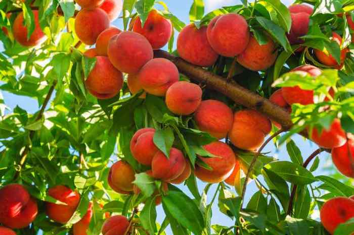 Peach seed seeds preparing