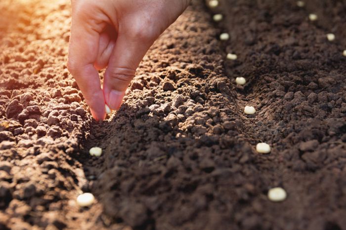 Plant seeds with arrow pointing to it