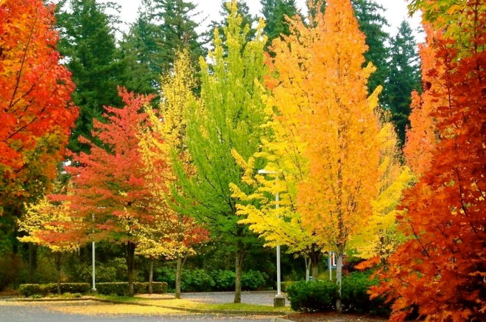 Best trees to plant in the fall