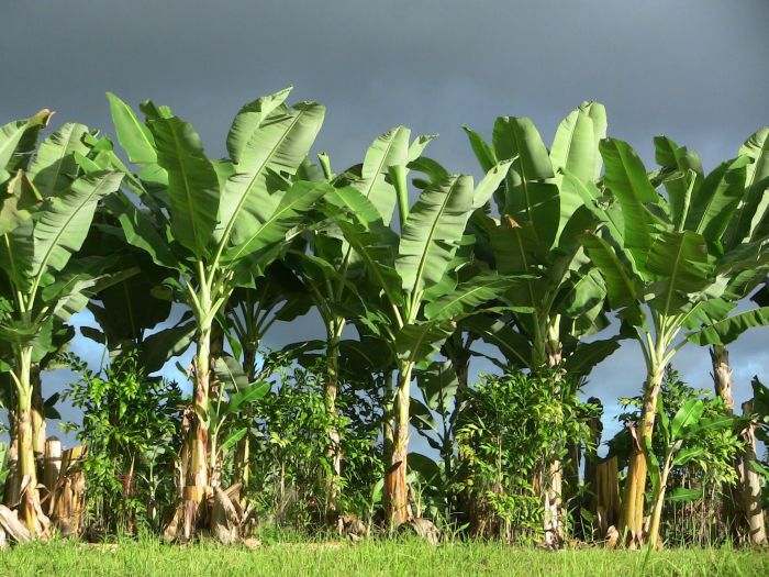 Banana tree plant near me