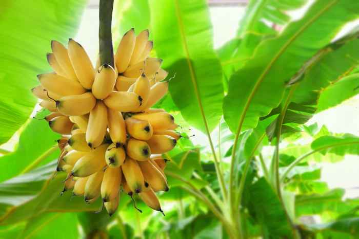 Banana tree plant near me