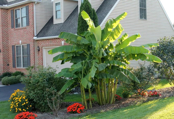 What to plant around banana trees