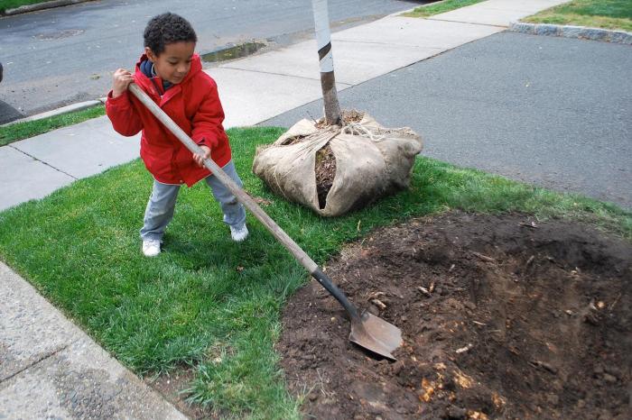 When to plant trees in oklahoma