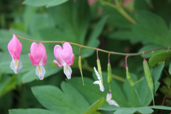 Bleeding heart plant seeds