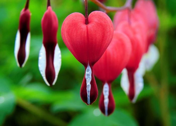 Bleeding Heart Plant Seeds A Gardeners Guide