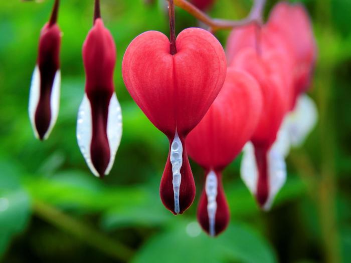 Bleeding heart plant seeds