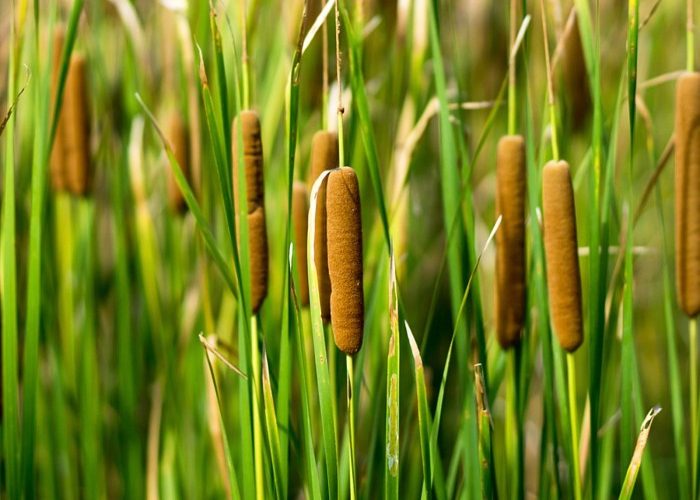 Cat Tail Plant Seeds A Complete Guide