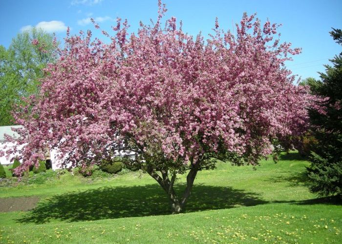 How to Plant a Crabapple Tree