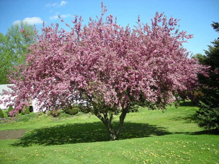 How to plant a crabapple tree