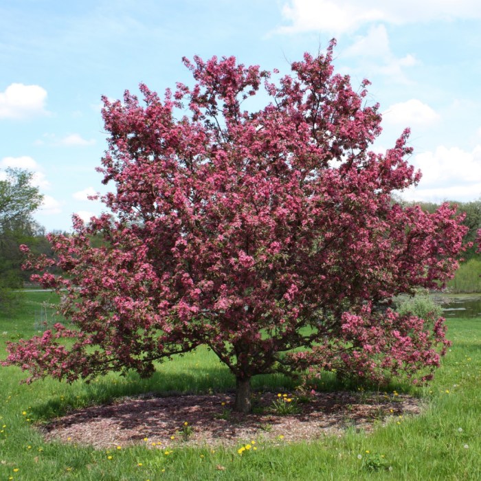 How to plant a crabapple tree