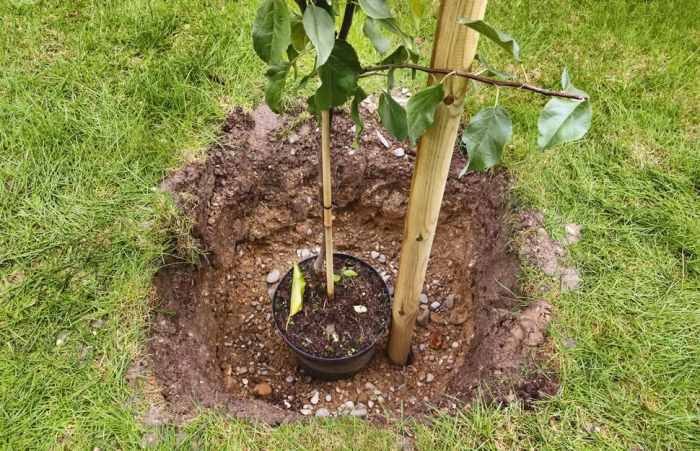 Best Place to Plant Fruit Trees