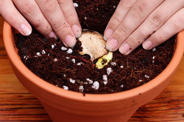 How to plant a mango seed