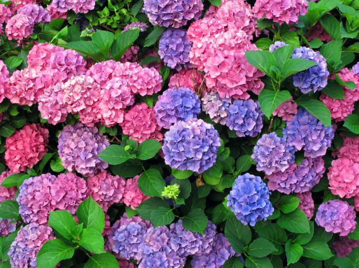 How to plant hydrangea tree