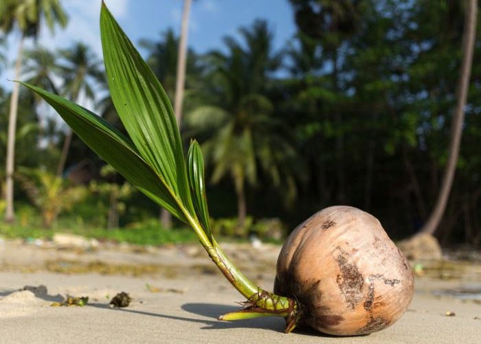 How to Plant Palm Trees Successfully