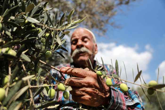 Plant a tree in palestine