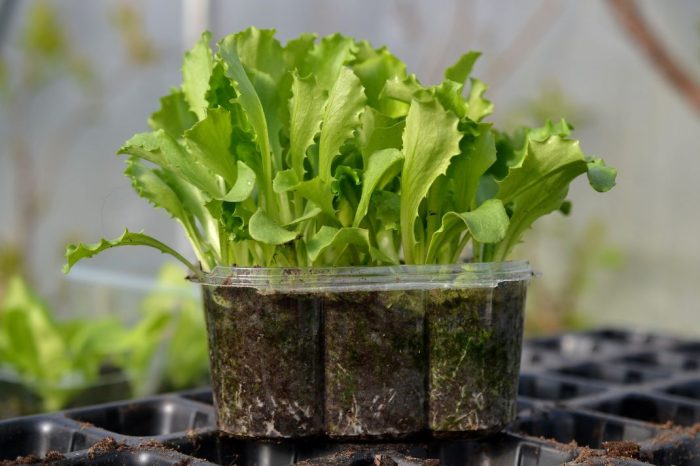 How to plant lettuce seeds