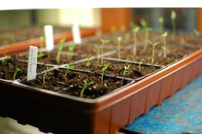 When to plant tomato seeds