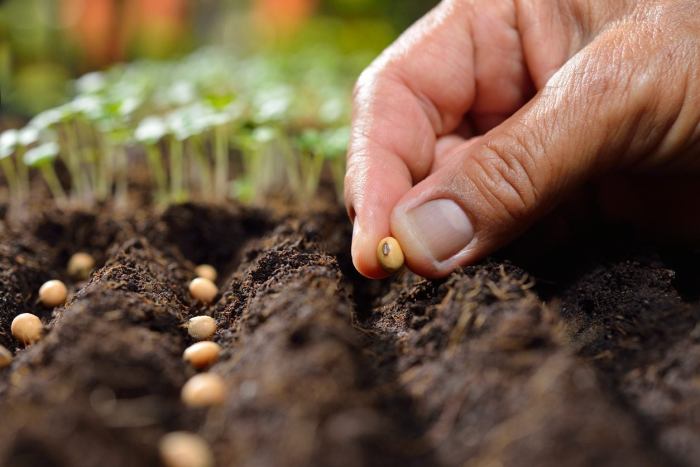 Sowing successful abc