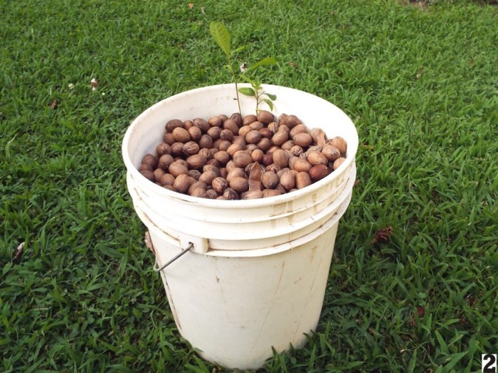 Plant pecan tree from seed