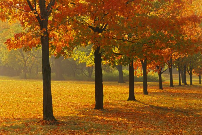 Best trees to plant in the fall