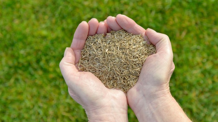 When Can I Plant Grass Seed?