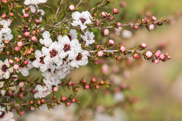 Tea Tree Plant Care A Complete Guide