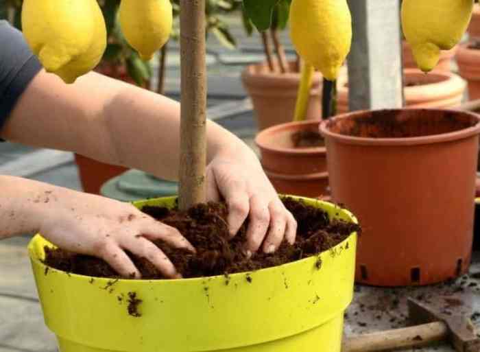 Lemon tree plant food